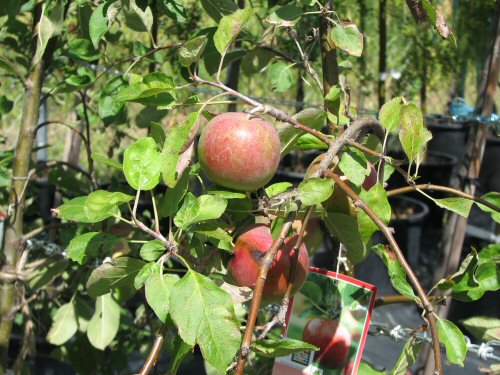 fuit_pommier