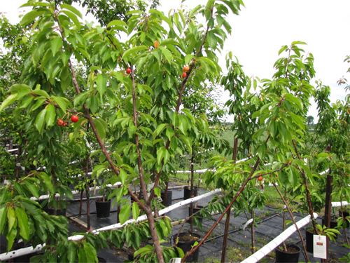 Produits-arbres-fruitiers