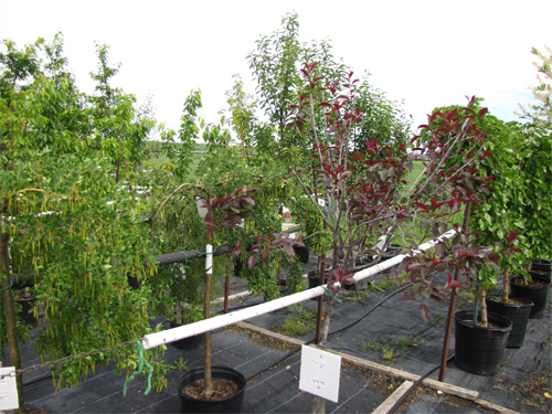 arbres-1
