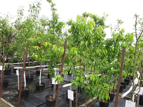 arbres-2