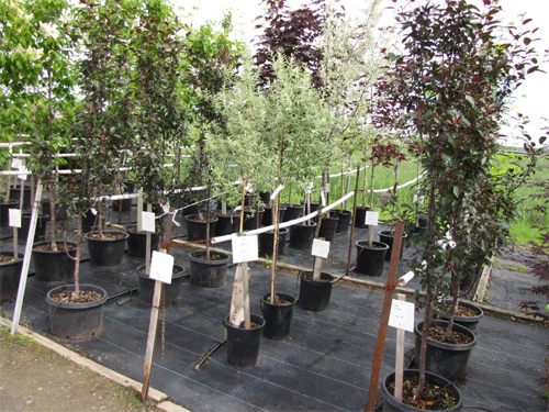 arbres-3