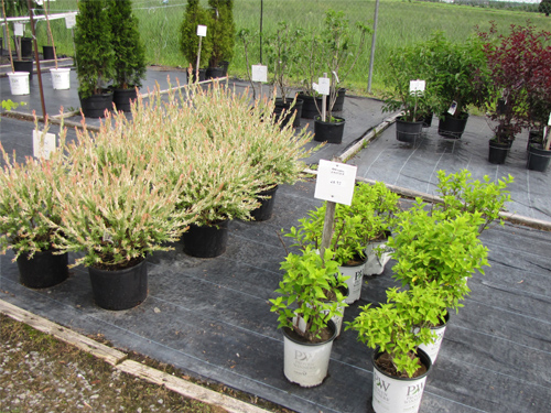 produits-arbustes