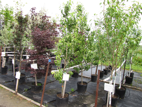 produtis-arbres
